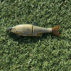 Swimbait