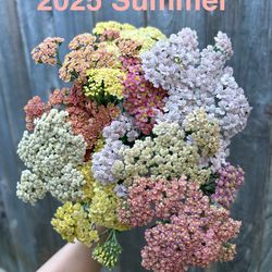 Summer Pastels Yarrow, Perennial plant