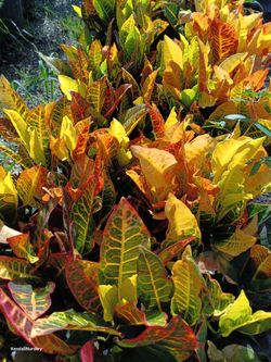 🪴🪴 CROTON PETRA PRIVACY HEDGE PLANTS 3GL $8