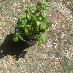 Basil   (ALBACAR) $6