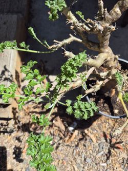 Pelargonium Carnosum
