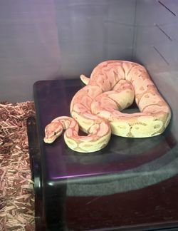 Ball python with 48x24x24 enclosure
