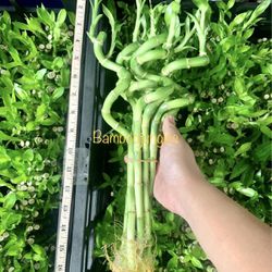 10 PIECE Spiral Lucky Bamboo Live Indoor Plant About 12" Tall