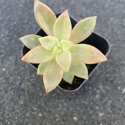 Succulent - Lipstick Echeveria