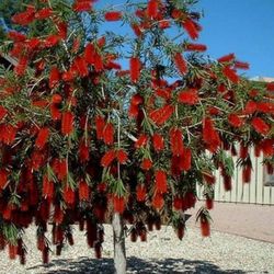 Bottlebrush Trees 3gallon 6ft Tall 