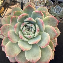 Echeveria Succulent 