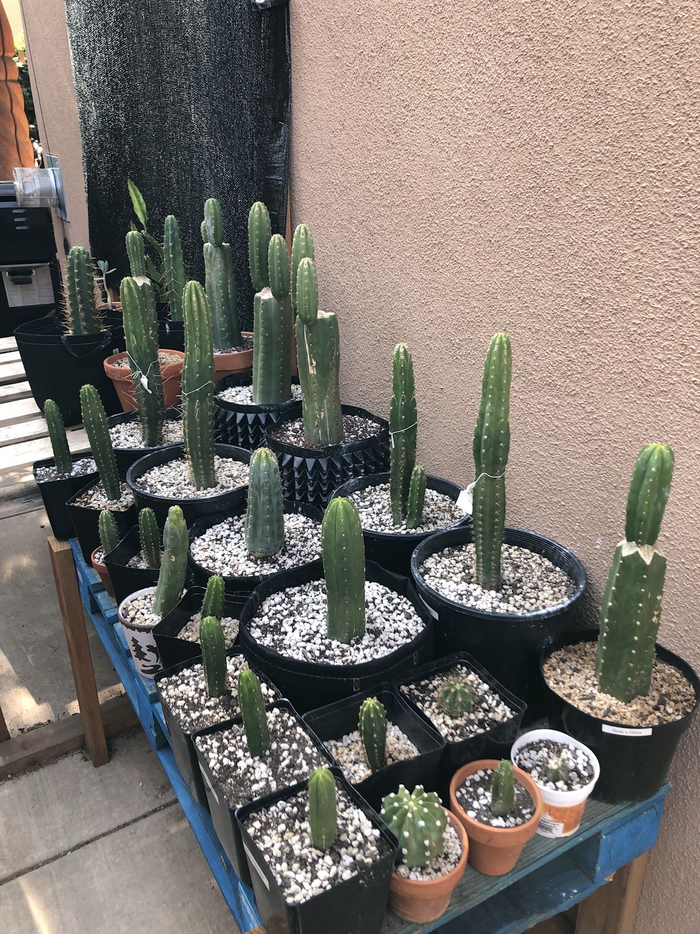 San Pedro Cactus (Trichocereus Pachanoi)