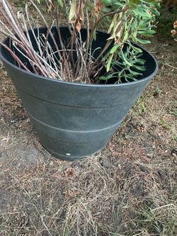 Big black pot with plant - free