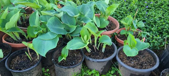 Beautiful Healthy Giant Leaf Hosta Plants