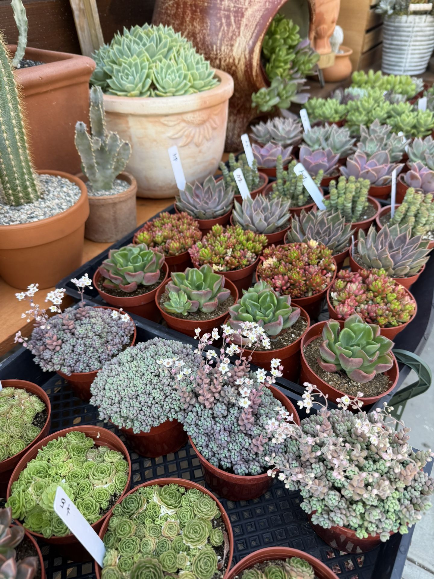 🌵West Covina’s Hidden Gem – Gorgeous Succulents And Cacti for Sale