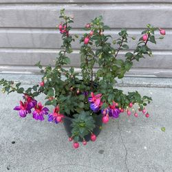 10” Fucshia Plant XL Flower 