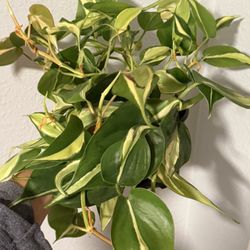 Rare Philodendron Silver Stripe