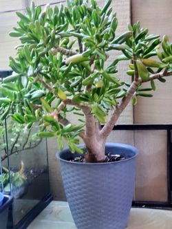 Jade Plants