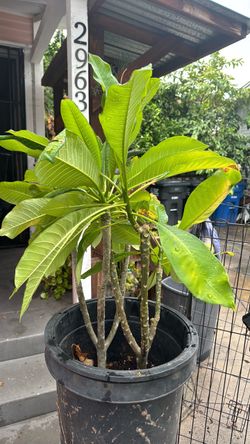 Plumeria plant