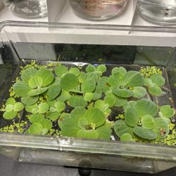 Aquatic Plants 