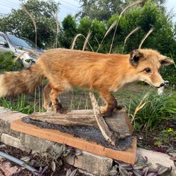 Vintage Red Fox Taxidermy