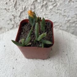 2 Inch Pot Succulent Plant - Yellow Lampranthus Multiradiatus - Creeping Redflush - Rooted & Established - Drought Resistant 🪴 Great Baby Shower or W