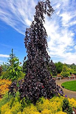 Purple Fountain Weeping Beech trees