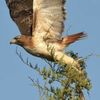 Freelance Hawk