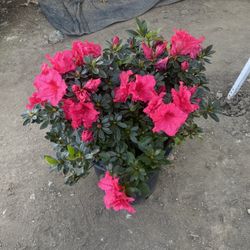 Azalea