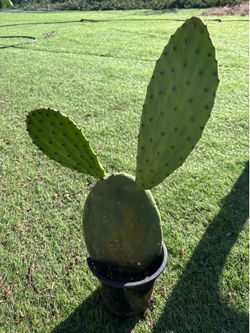 Nopal (Prickly Pear) Cactus for Sale