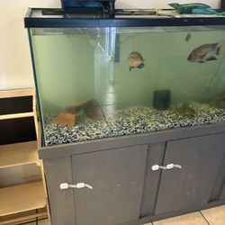 Fish Tank And Stand 