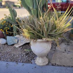 Aloe Plants  In Raised urn/pot