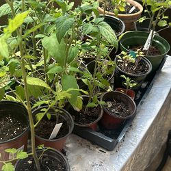Tomato Plants 1 Gallon Pot