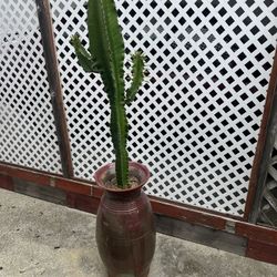 Beautiful Heavy Ceramic Base With Green Euforphia 5 Feet Tall With Base