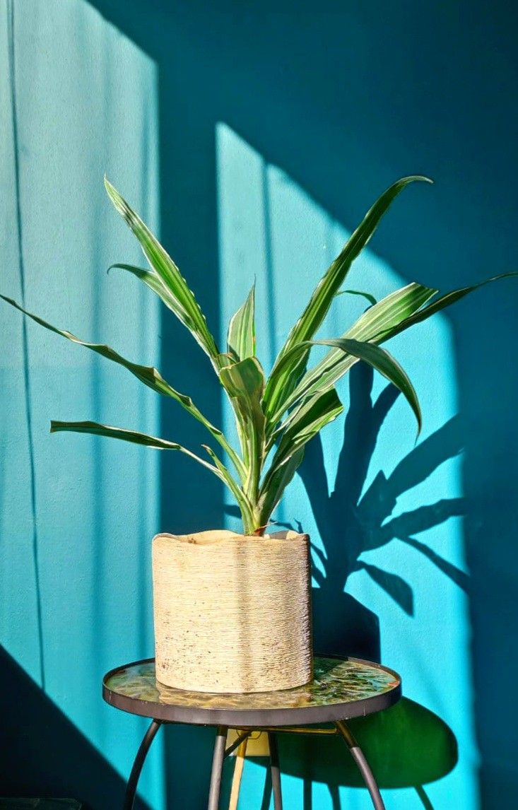 Dracaena 'Fragrans Warneckii' variegated plant/ Indoor Plant/ House Plant Flower Patio Garden