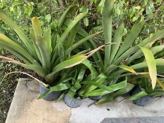 3 Gal bromeliads