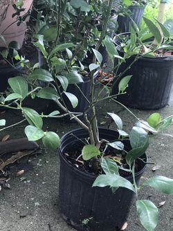 Lemon tree with lemon.