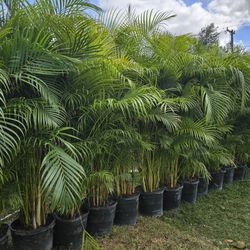 arecas and podocarpus About 8  feet tall over the pot Instant privacy Hedge for fence green full 