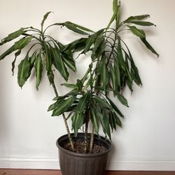 House Plant