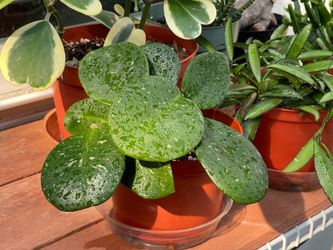 $20 Hoya Obovata – Healthy Established Plant in 6” Pot