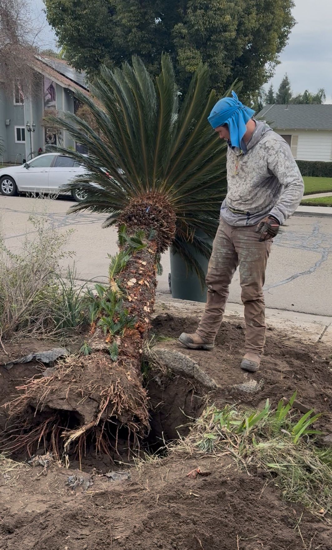 11' Sago Palm Mature & Healthy
