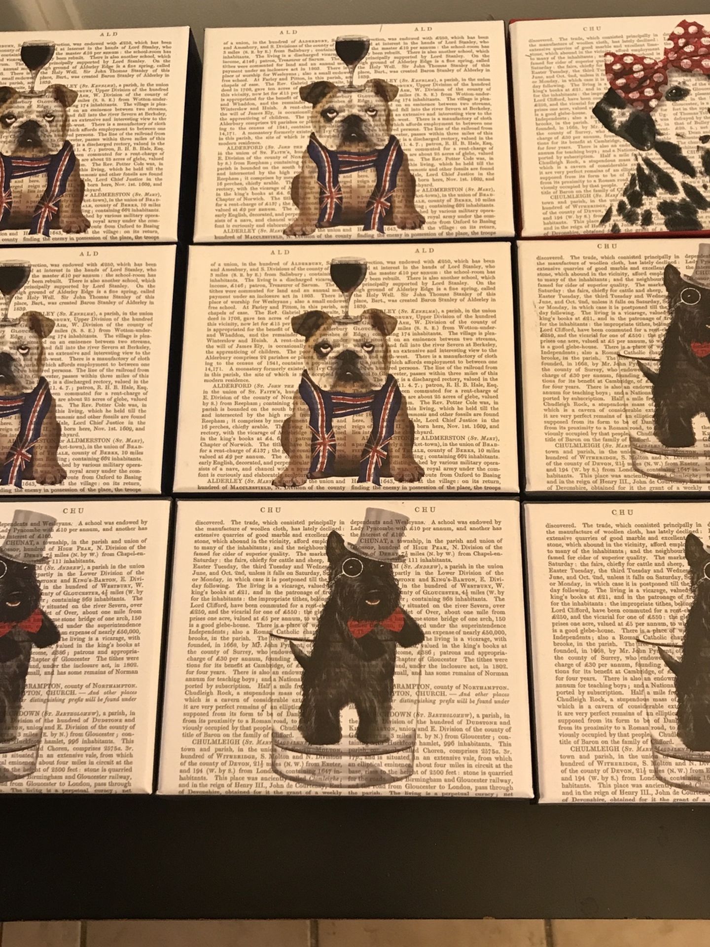 Bulldog, Scottish Terroir Dalmation