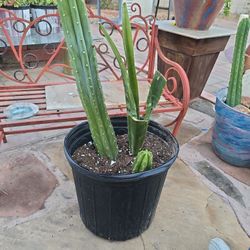San Pedro And Snake Plant