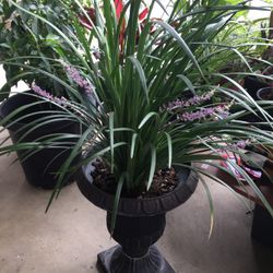 Beautiful Purple Flowers In A Nice Classic Big Pot