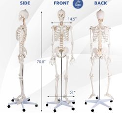 Skeleton 70.8” 