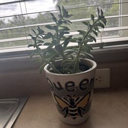 10” Succulent Plant