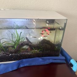 Fish Tank