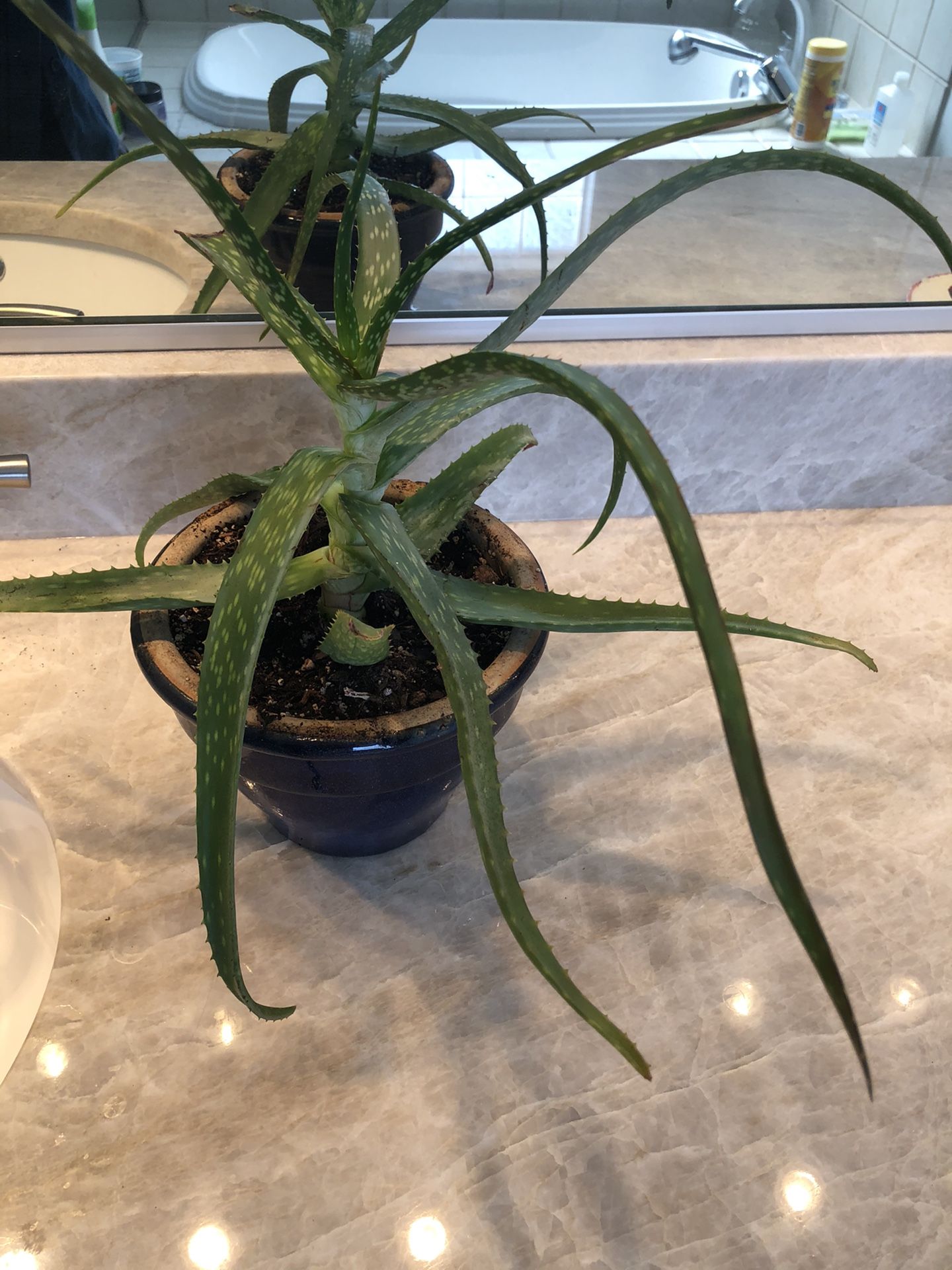 Aloe Plant In A Ceramic Pot