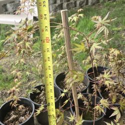 Japanese Maples 1 To 3 Feet