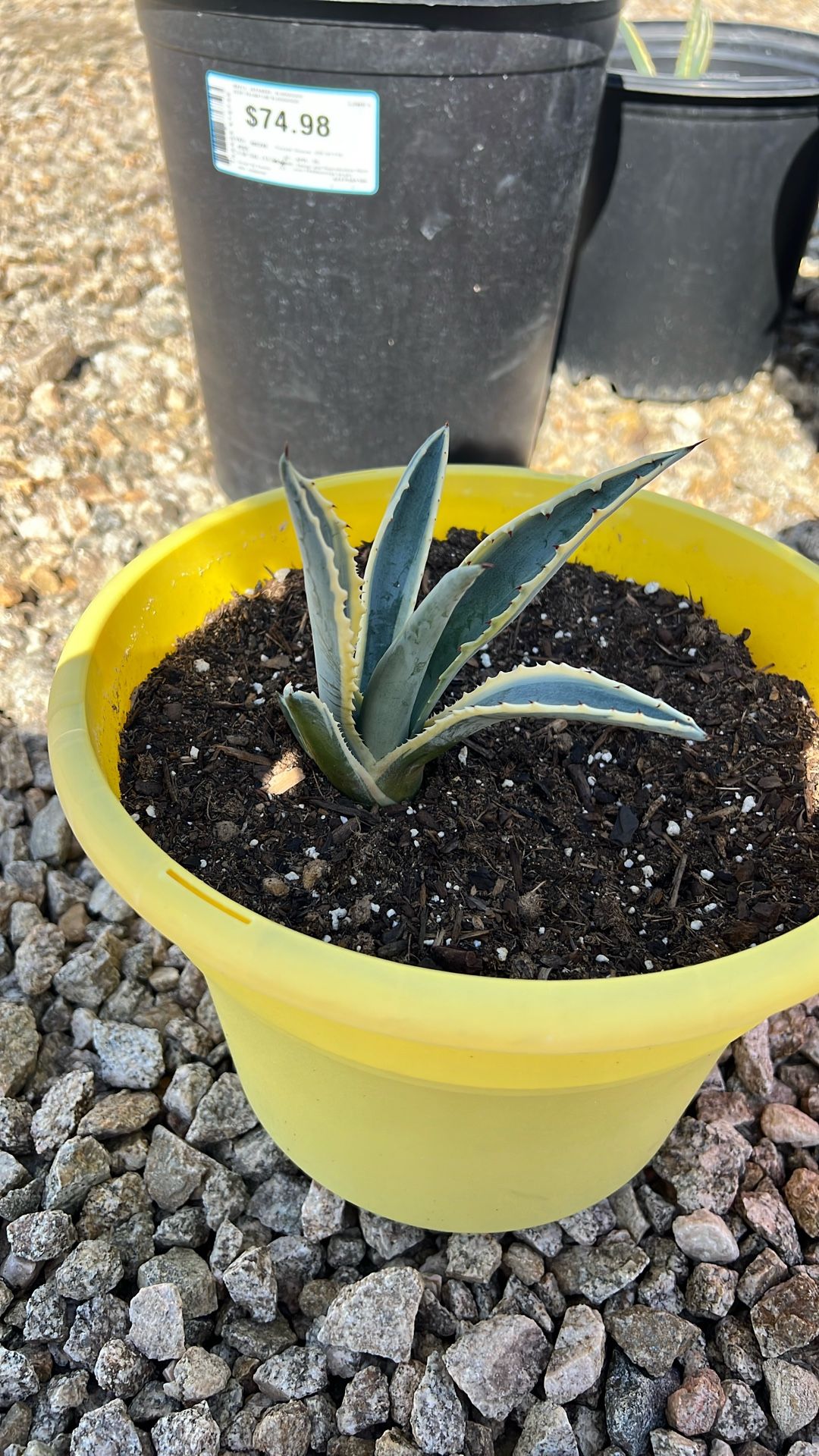 American Agave Succulent