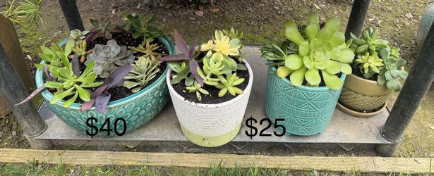 Many Beautiful Succulents 