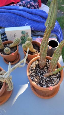 Plants for sale