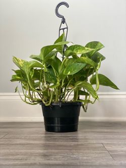 Pothos