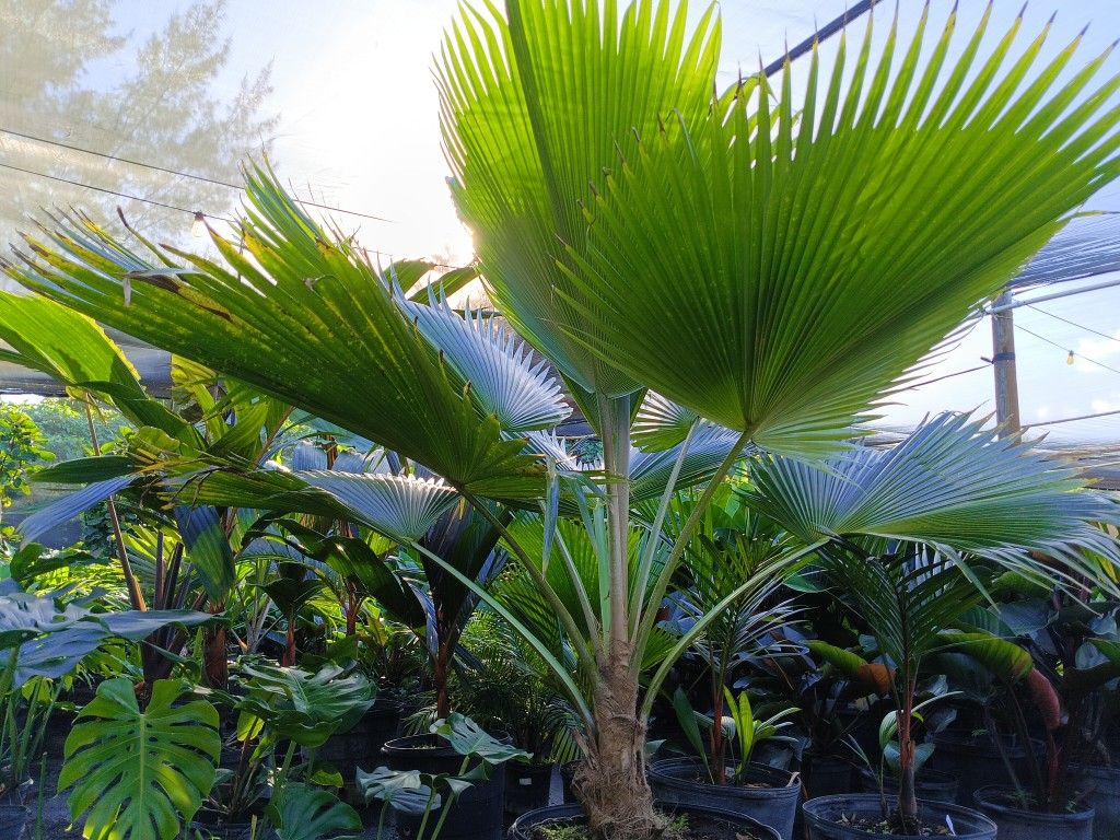 🌟🌴 BEAUTIFUL FAN PALM $350