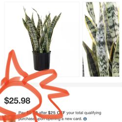 Live Snake Plant, Sansevieria trifasciata Laurentii, Fully Rooted Indoor House Plant in Pot, Mother in Law Tongue Sansevieria Plant, Potted Succulent 